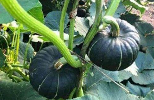 网红在线吃瓜什么意思,揭秘网络娱乐背后的真相 第3张 网红在线吃瓜什么意思,揭秘网络娱乐背后的真相 第3张